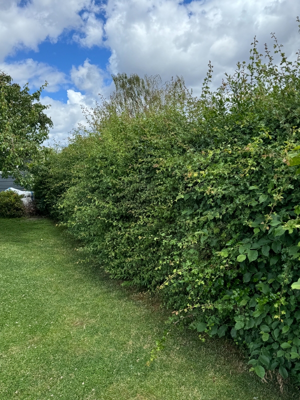 Hækklipning 42-45m, 180 cm høj