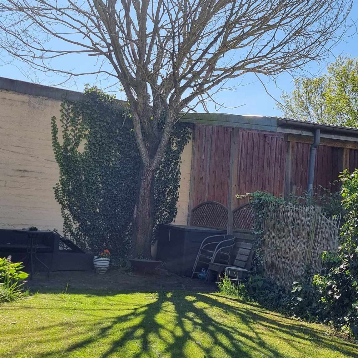 Beskæring af død træ