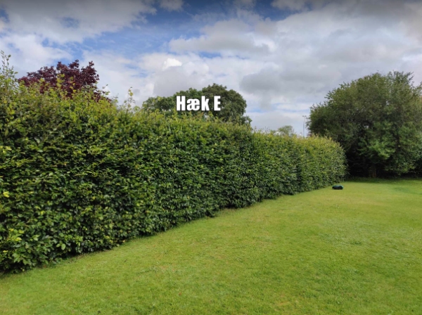 Klipning af hæk og køre afklip væk