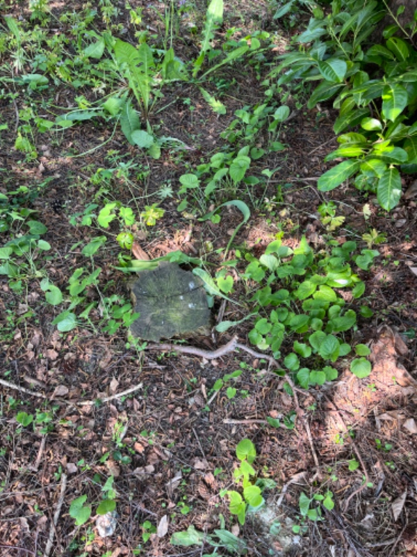 Stub og rodfræsning