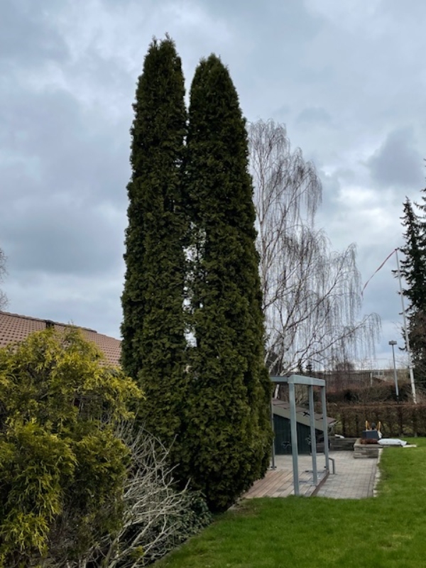 Topkapning af cypres