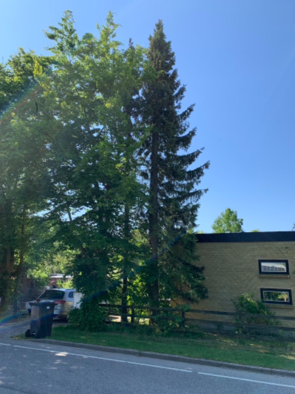 Fældning af grantræer