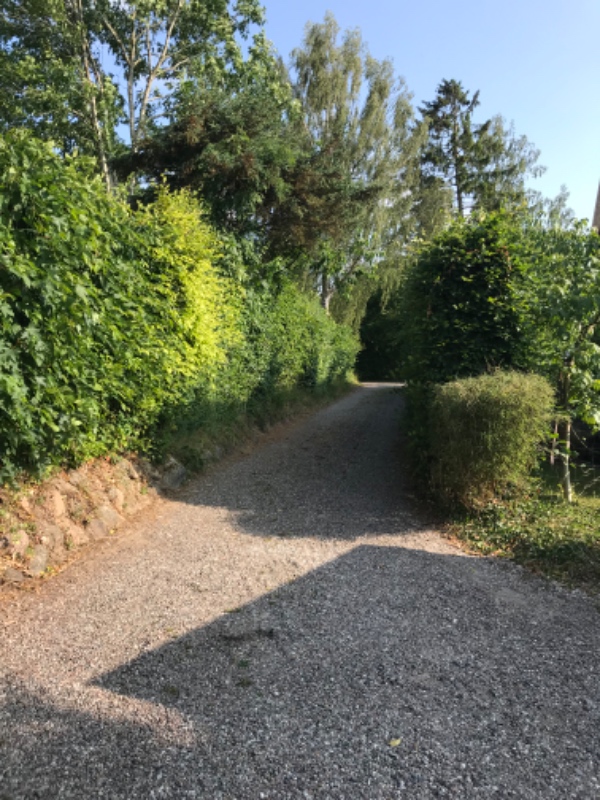 Klipning af bøgehæk