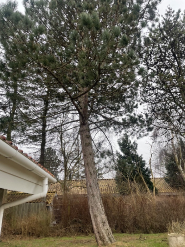 Fældning af fire grantræer