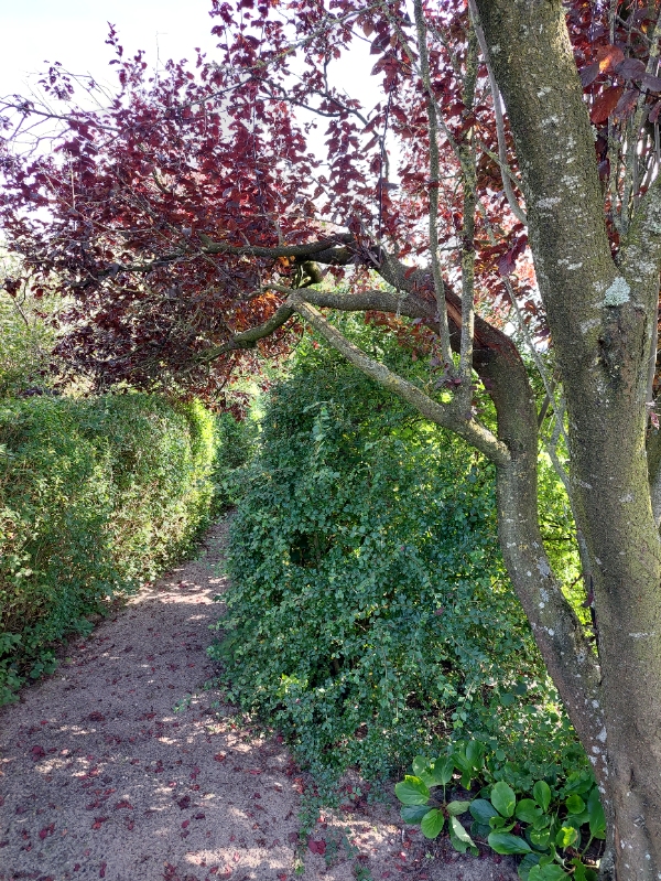 Beskæring og fjernelse af knækkede grene