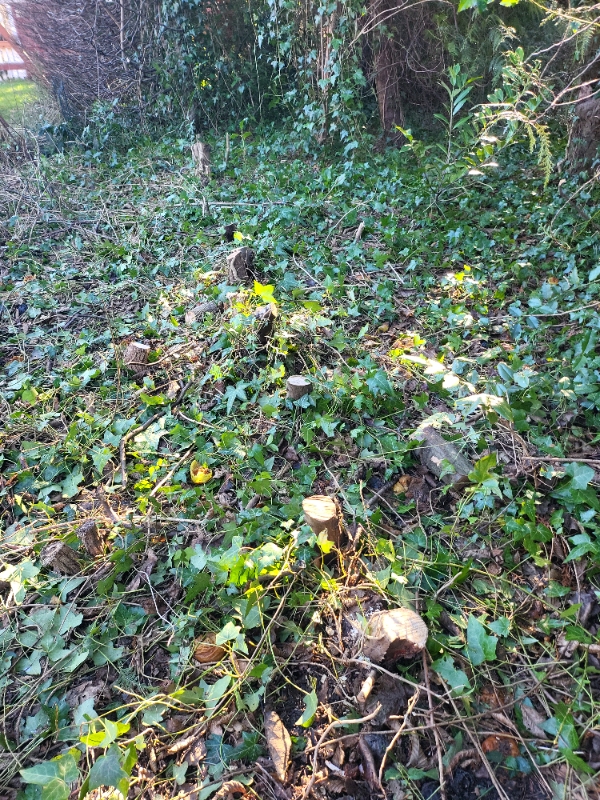 Stubbe og rødder fra bøgehæk skal fjernes