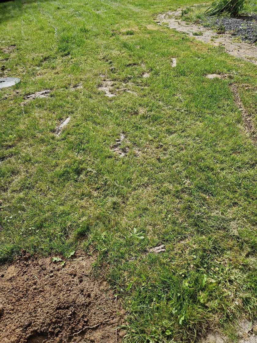 Have fræset nogle træ rødder, planet jorden hvor de har været.