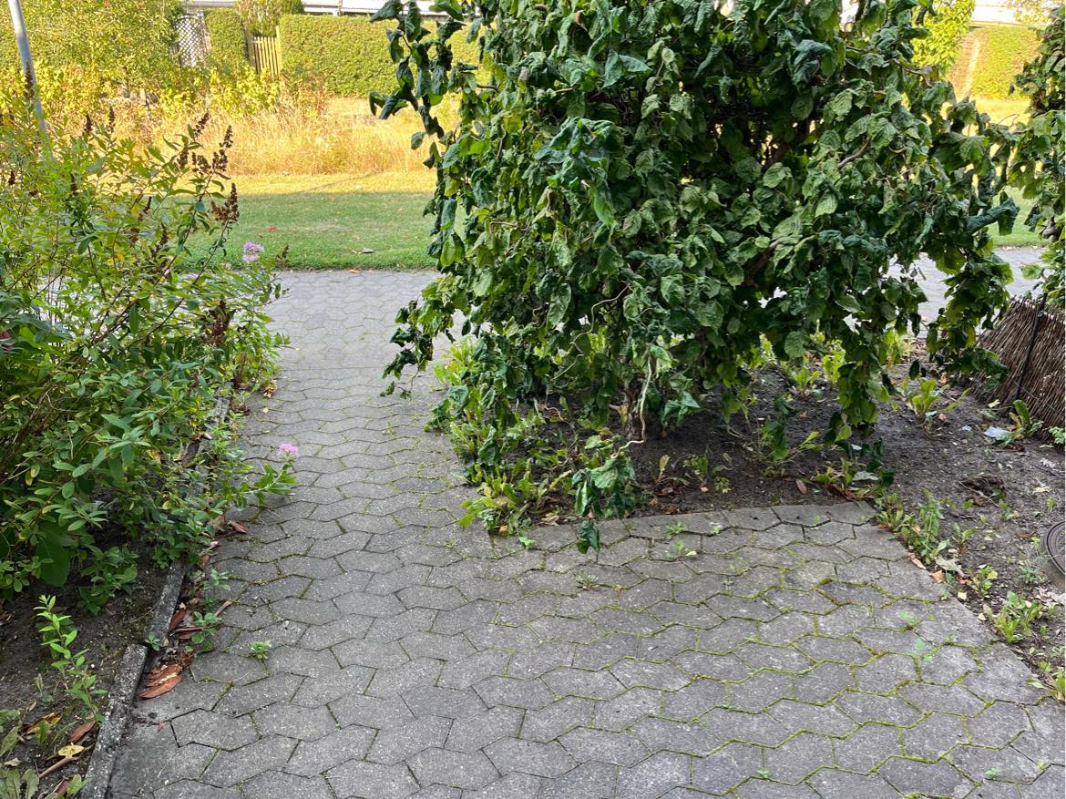 Ordnet lille forhave