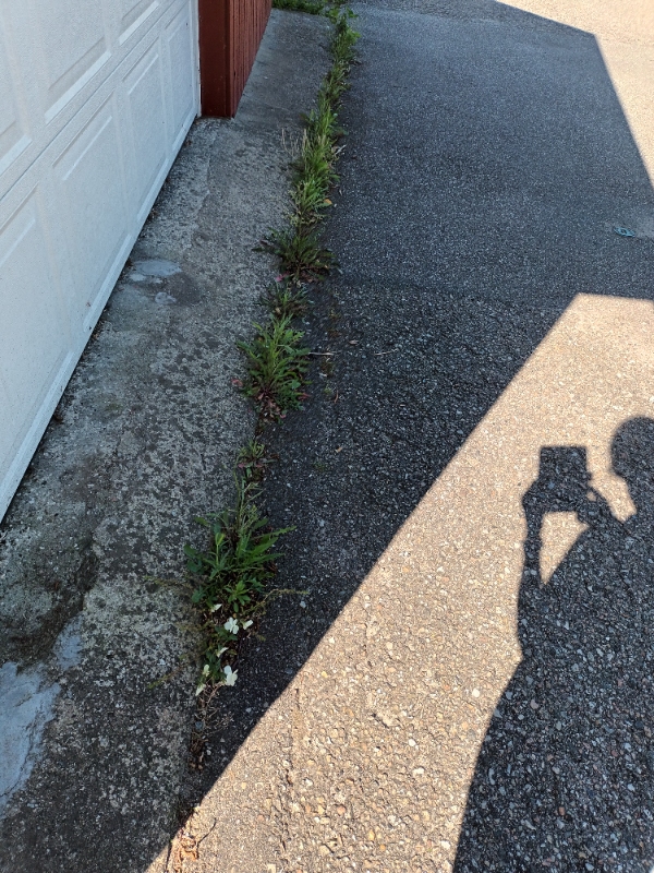 Hækklipning og ukrudtsfjernelse