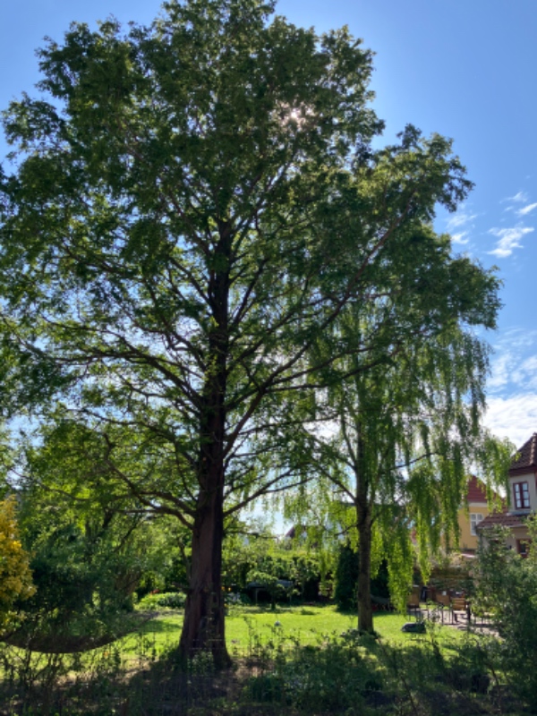 Top beskæring af to store træer