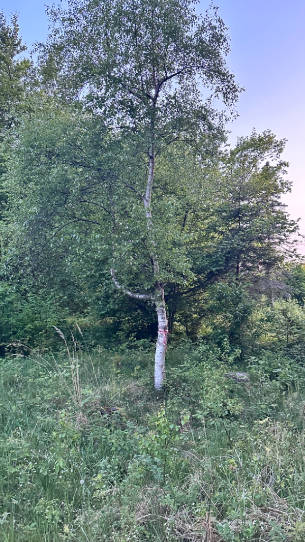 Fældning af 6 træer samt kløvning