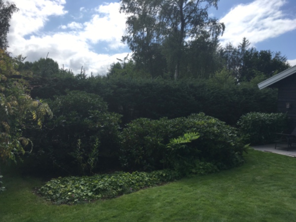 Klipning af Gran hæk