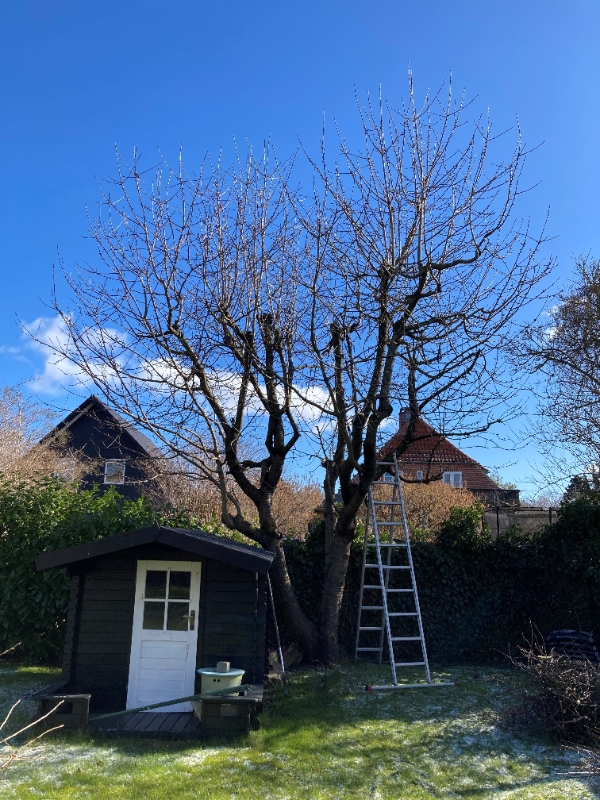 topbeskæring af kirsebærtræ