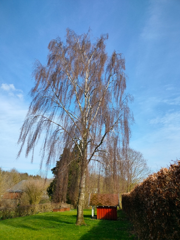 Fældning af birketræ