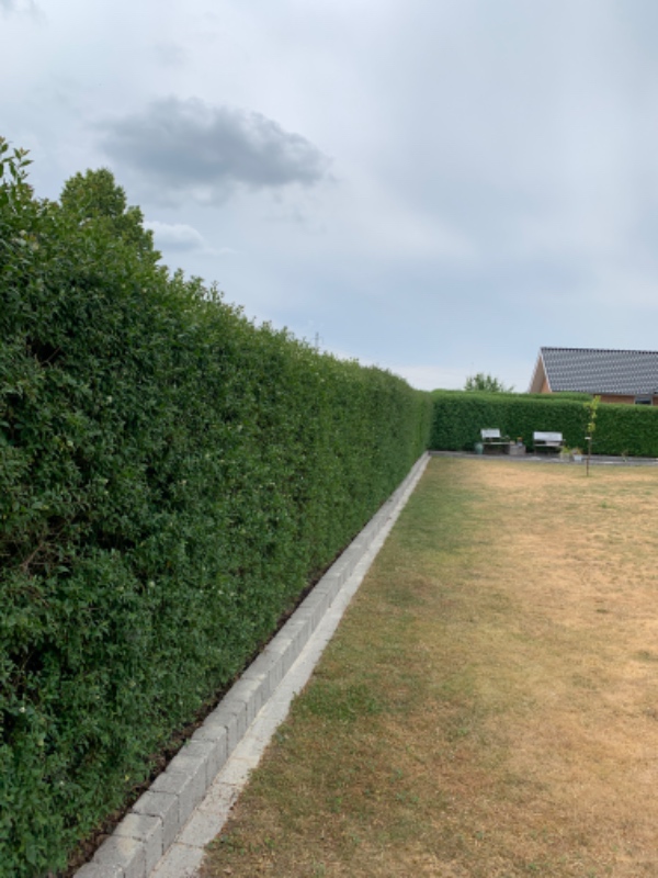 Klipning af ligusterhæk.