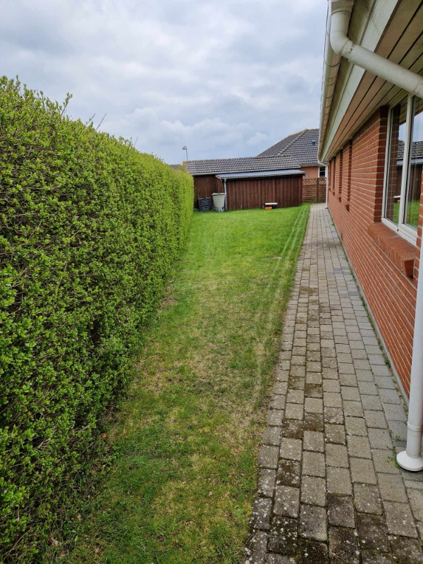 Pleje af græsplæne, med fokus på at fjerne mælkebøtter og andre former for ukrudt