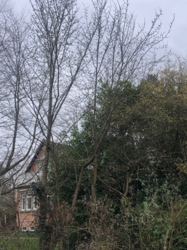 Hækbeskæring af store grene