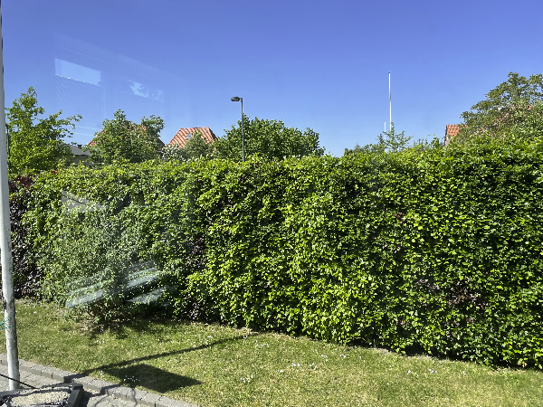 Beskæring og bortskaffelse af hæk