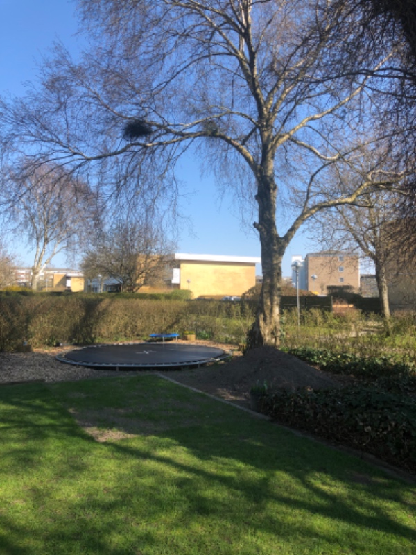 Fælde 3 stk birketræer