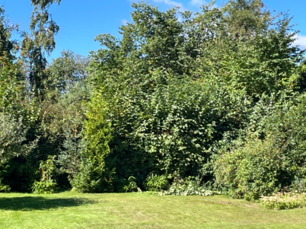 Klippet hæk, ca 30 m lang