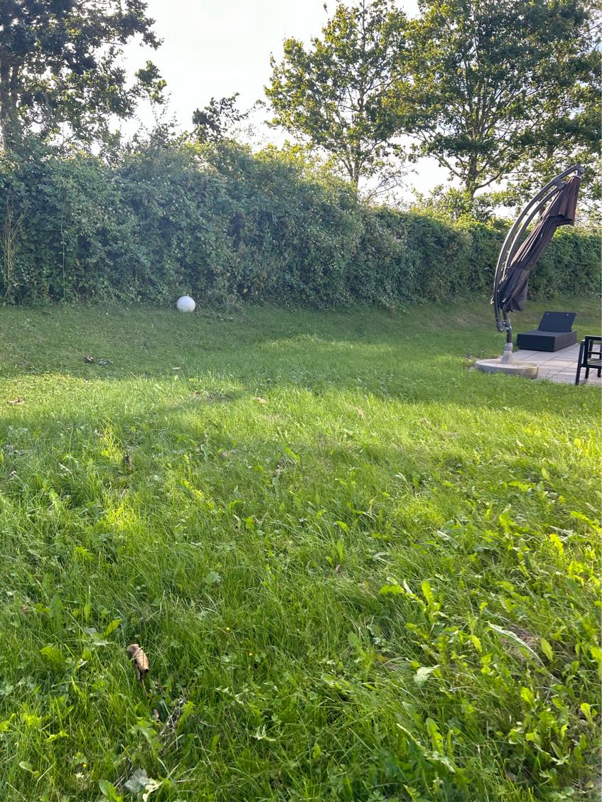 Klipning af hæk + græsslåning