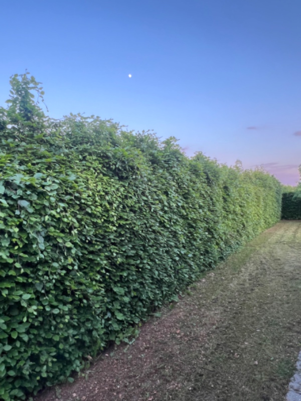 Klipning af bøgehæk