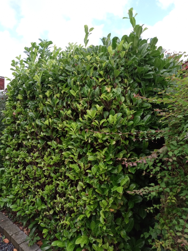 beskæring af 4 kirsebær lauerbærbuske