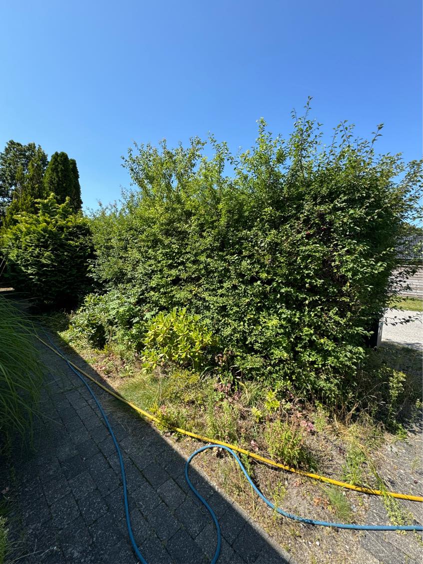 Klipning af høj hæk