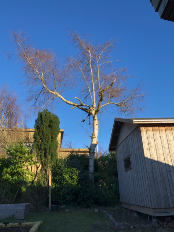 Beskæring af cyprestræ og topkapning af birketræ