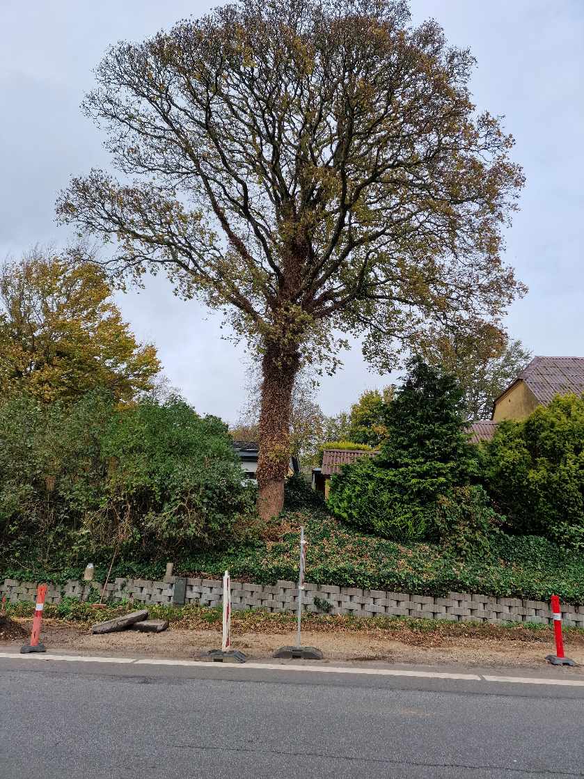 Fældning af Ahorn Træ ca. 10 meter