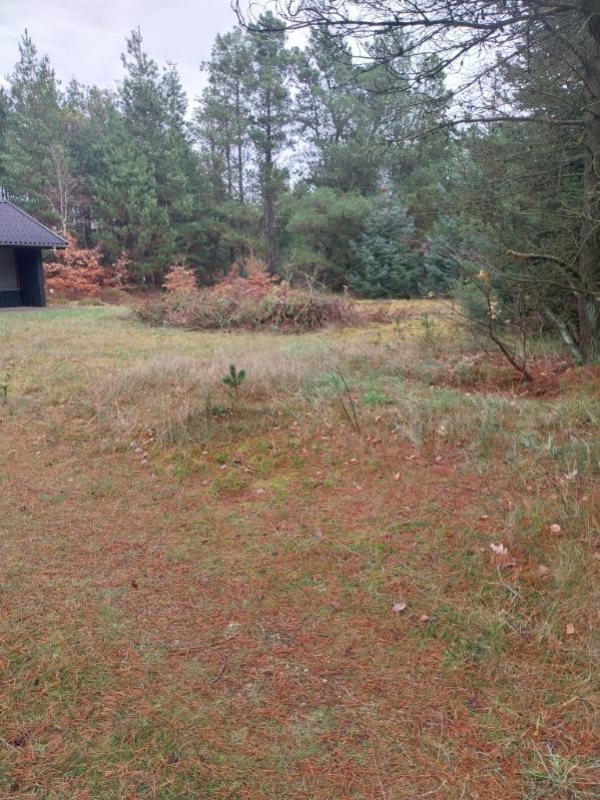 Fælde 3 fyrretræer og bortkørsel.