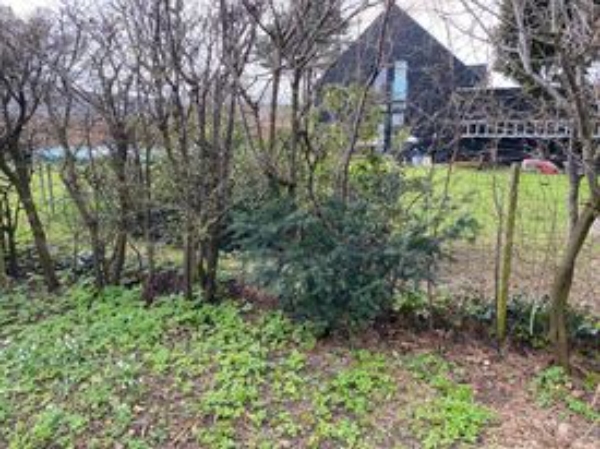 Fjernelse af egeføj og bambus samt klargøring af have