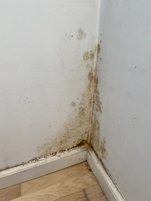 Skimmelsvamp i køkken