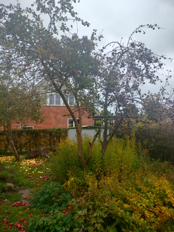 Beskær æble træer og ryd haveaffald