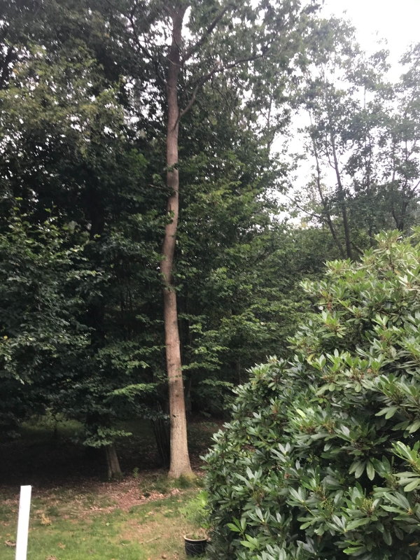 Fælde to høje træer