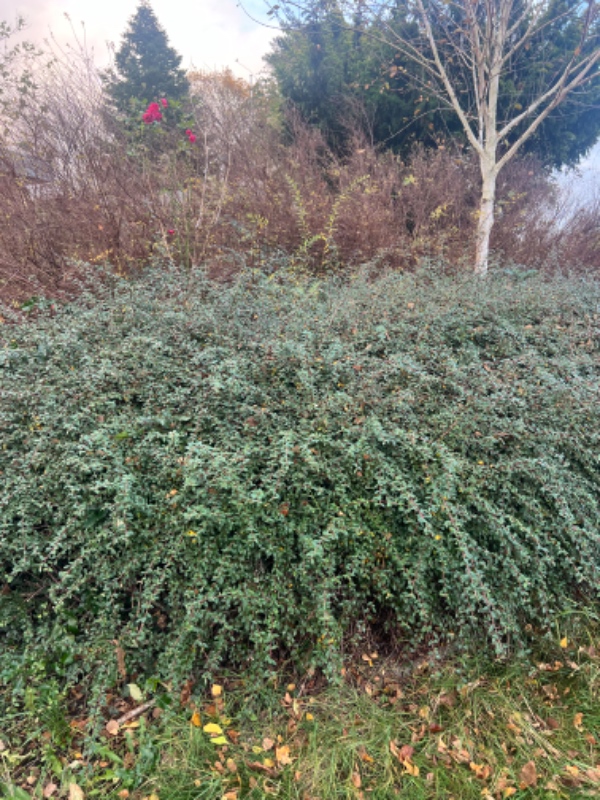 Beskæring af beplantning