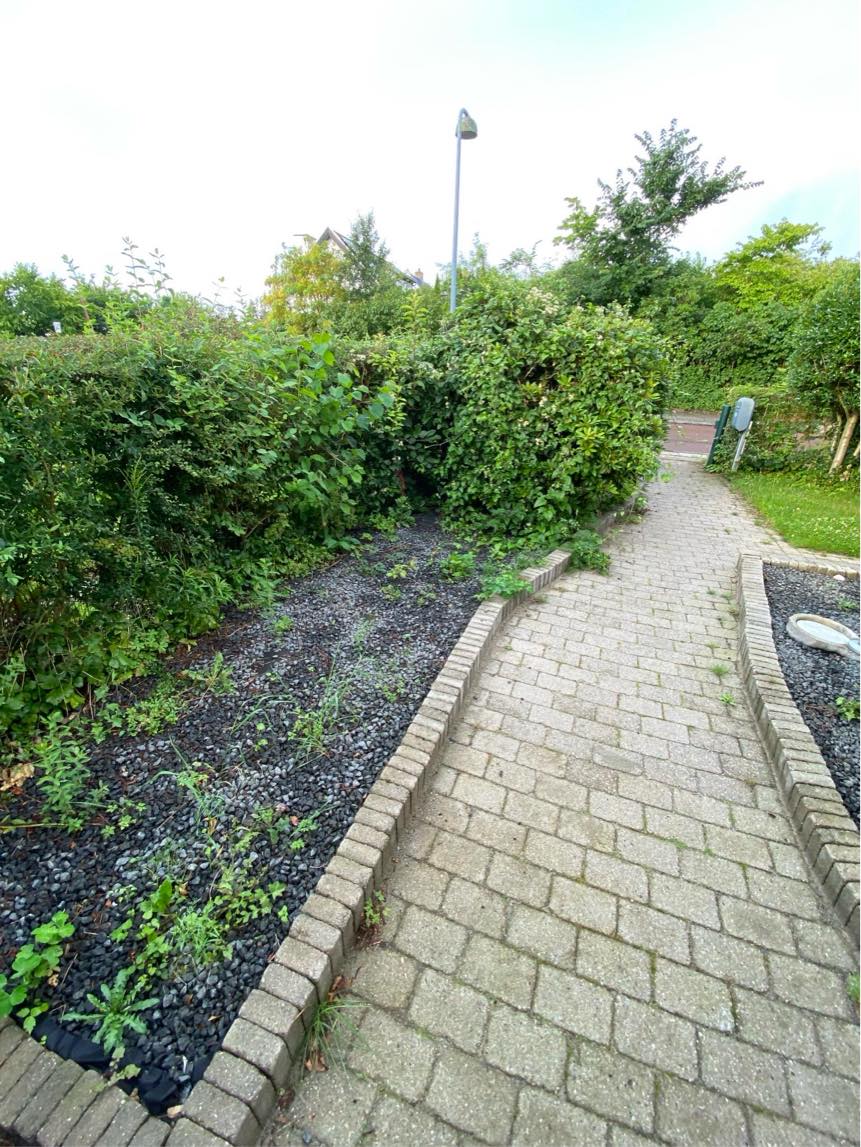 Klippe græs og fjørne ukrudt