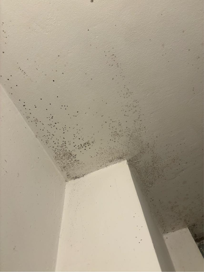 Fjernelse af Skimmelsvamp