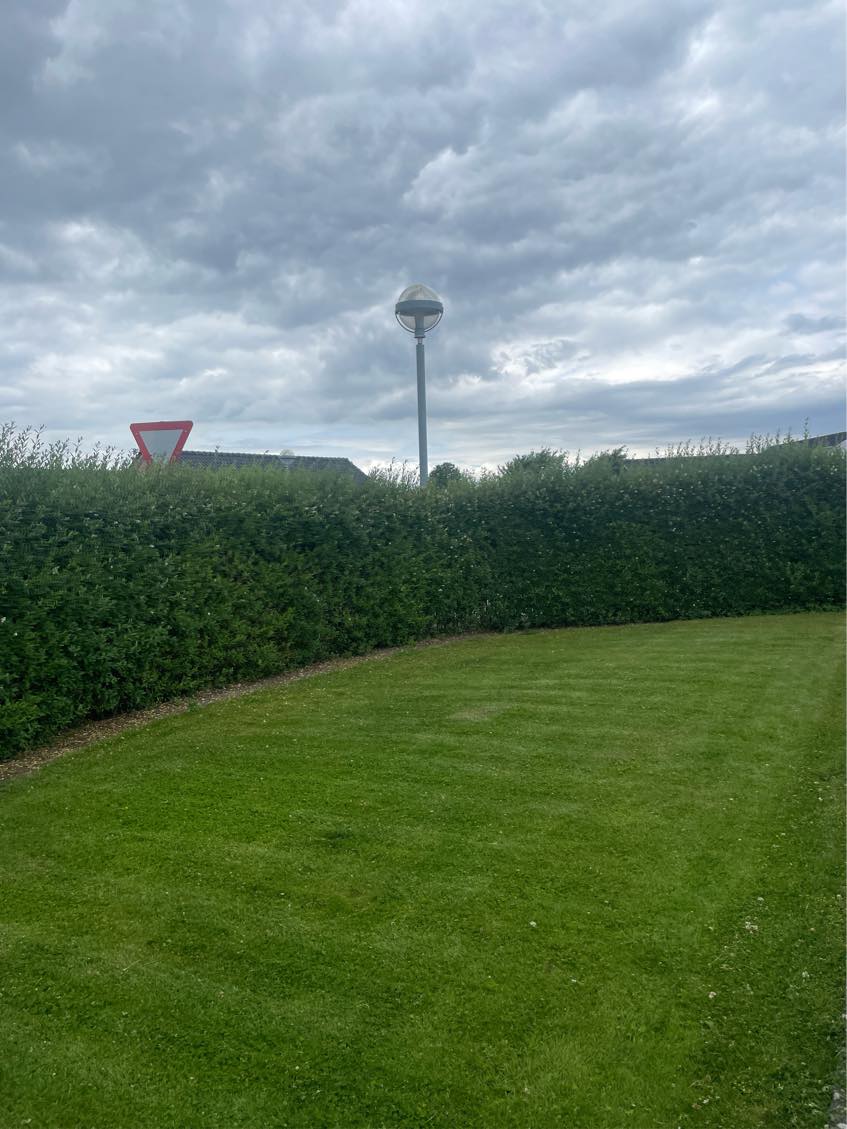 Klipning af ligusterhæk