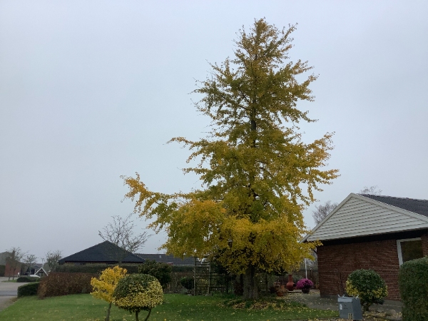 ca. 15 meter højt træ skal fældes, bortskaffes og stubfræses