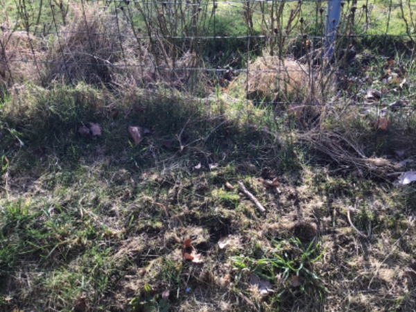 Rensning og kantafretning af roser