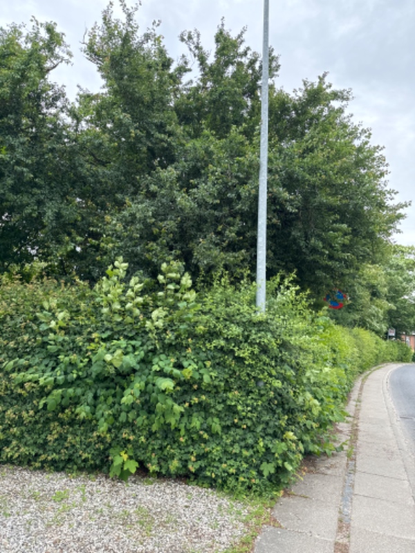 Hækklipning af stor grund