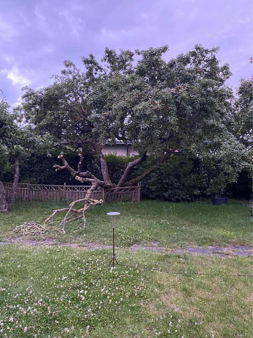 Træfældning samt bortskaffelse