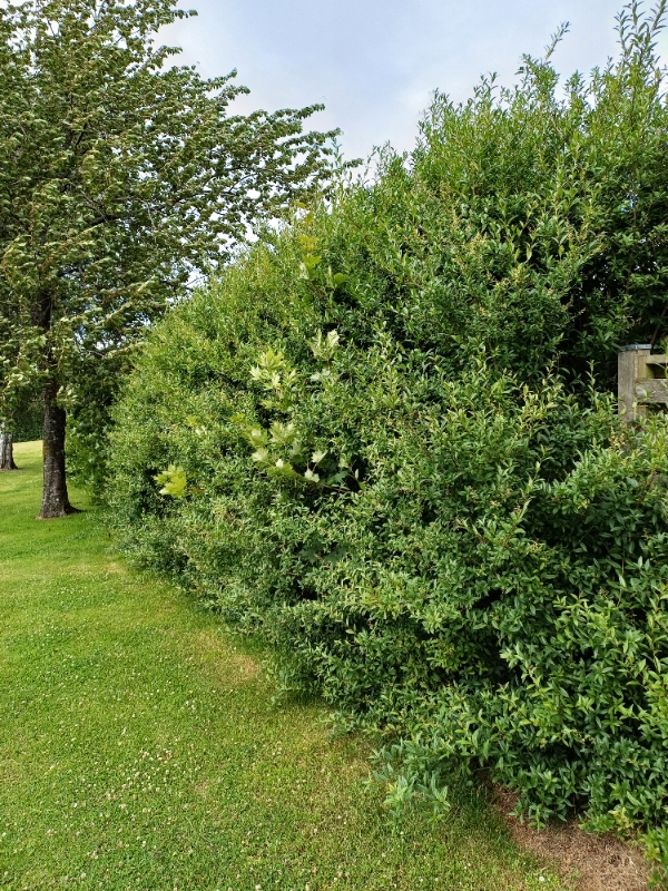 Klipning af ligusterhæk