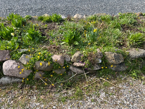 Sten-bed in indkørsel skal rykkes ind, jord skal fjernes med lille gravko