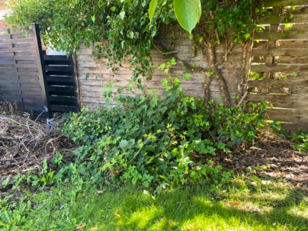 Fjernelse af stor vedbend