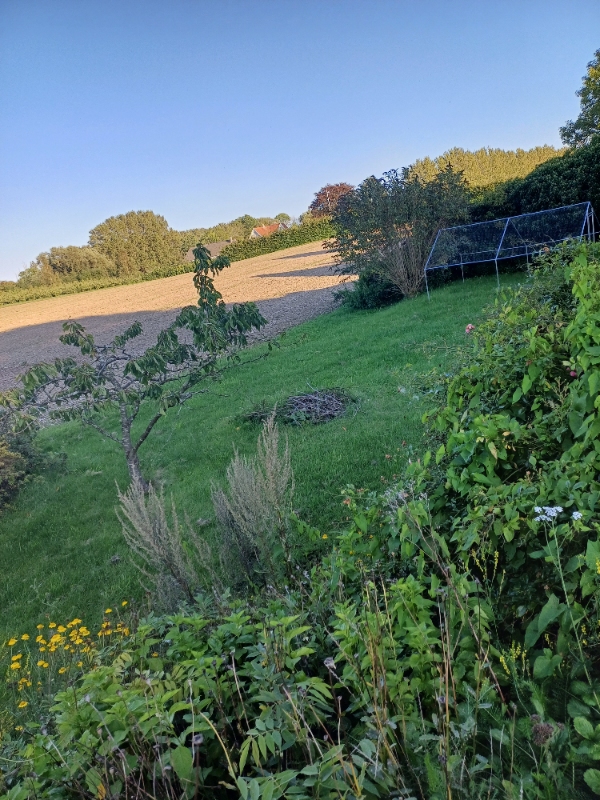 Ukrudt og græsslåning