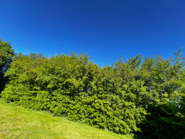 Beskæring og bortskaffelse af hæk
