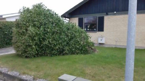 afhentning af træ som stormen lagde ned