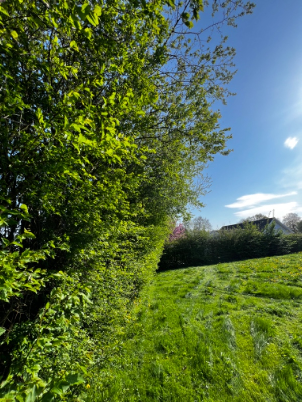 Beskæring og bortskaffelse af hæk